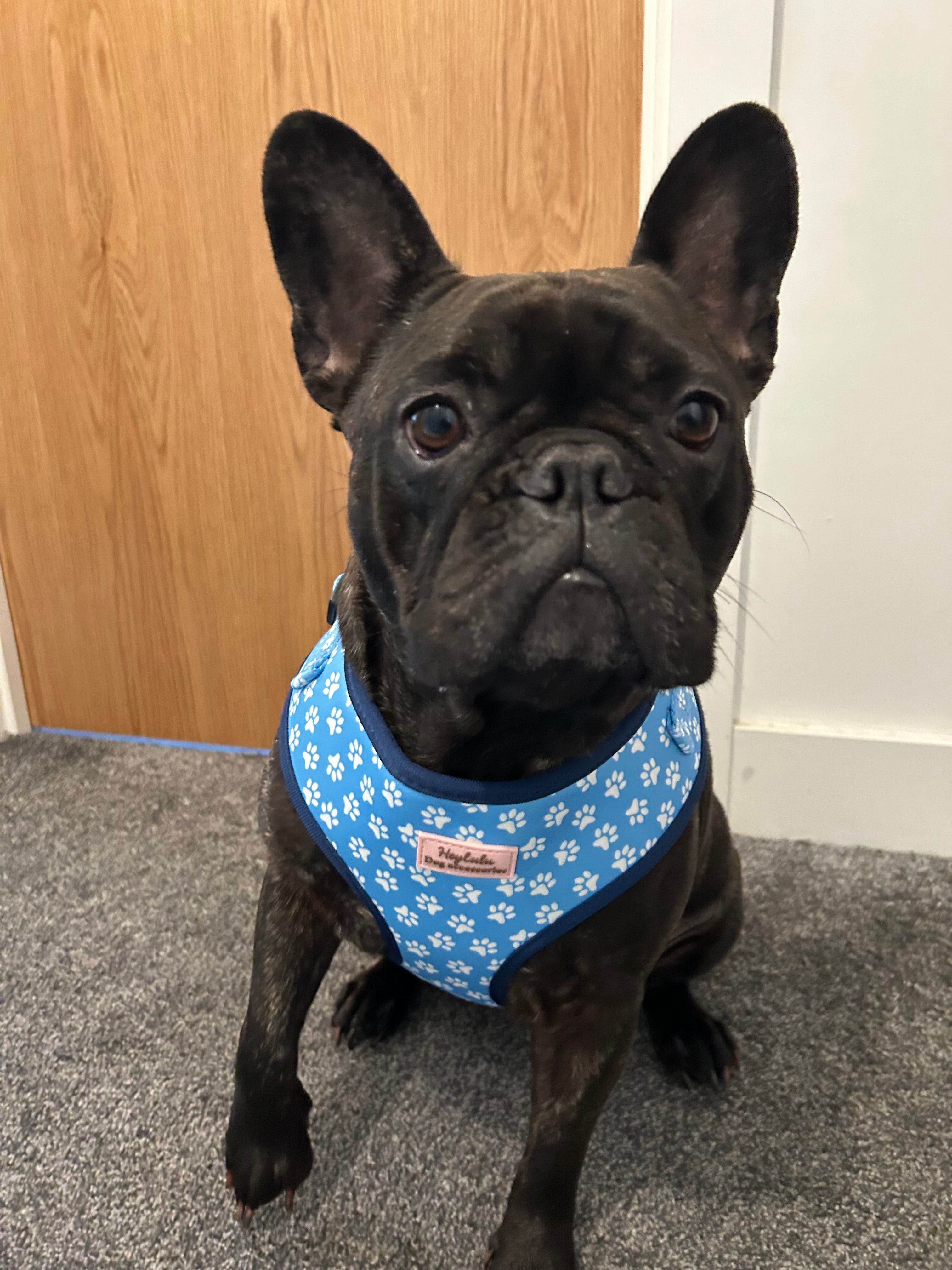 ‘Blue Me Away’ Adjustable Dog Harness