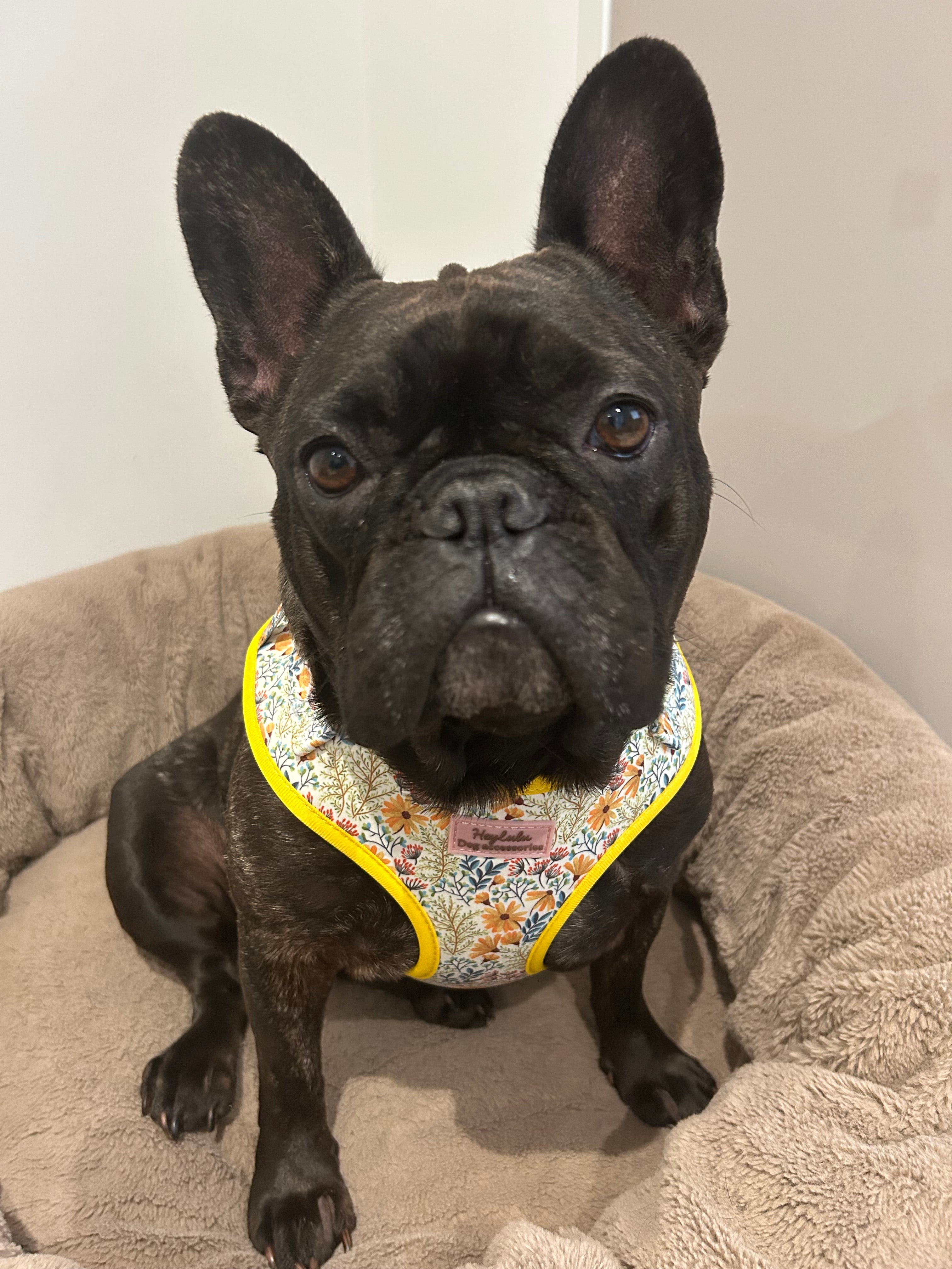 ‘Golden Meadows’ Adjustable Dog Harness