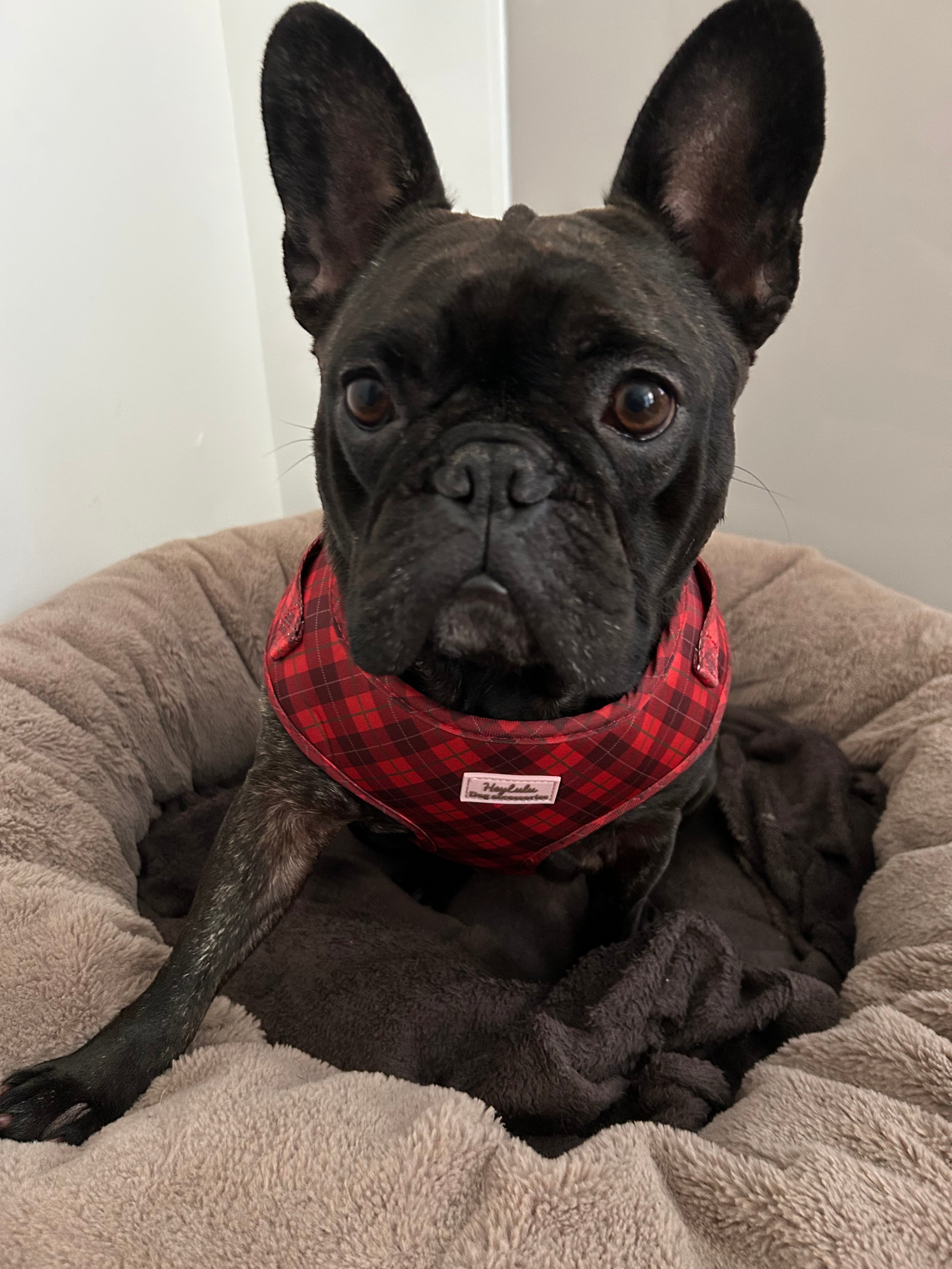 Pup in Plaid Adjustable Dog Harness