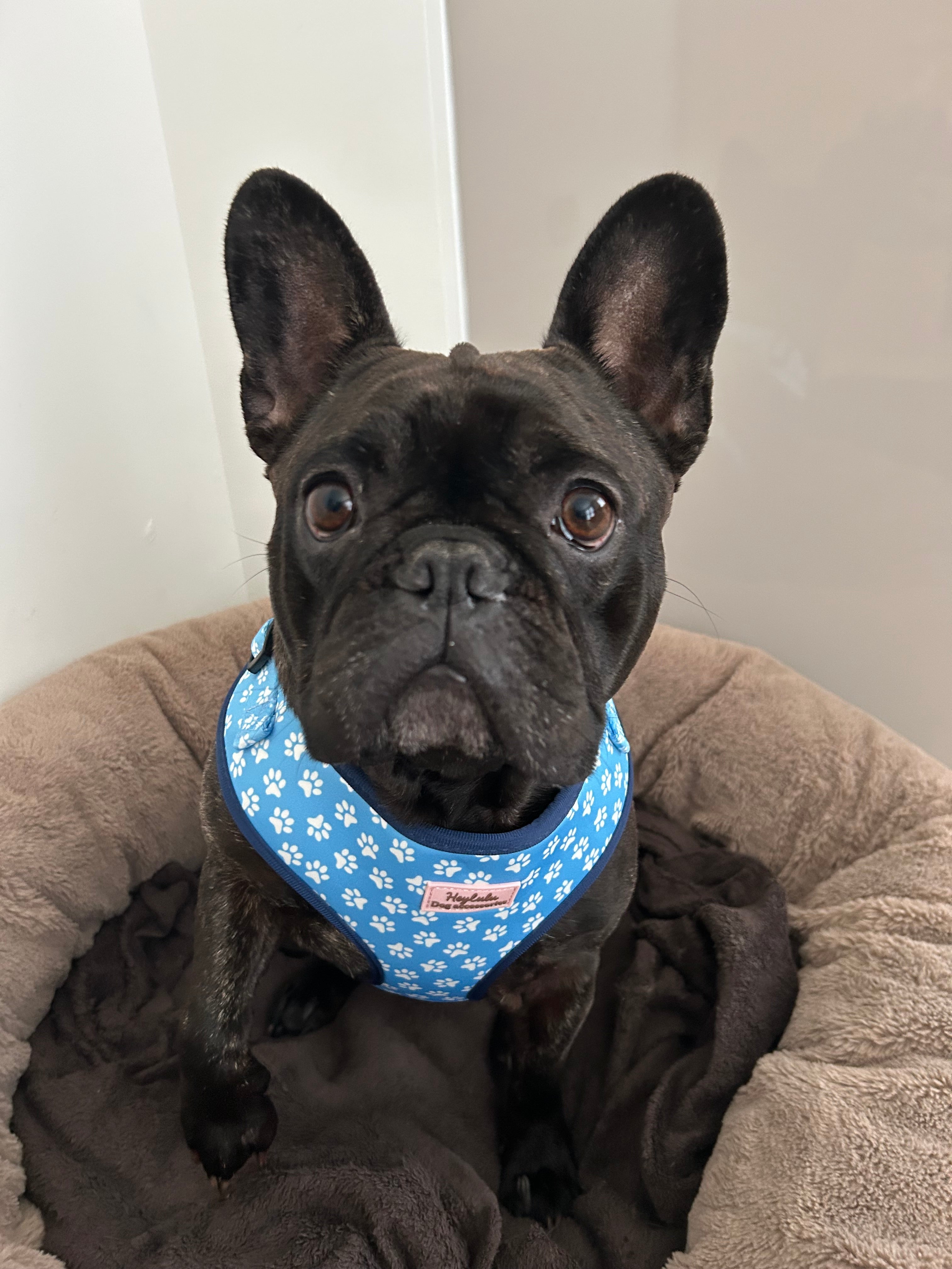 ‘Blue Me Away’ Adjustable Dog Harness